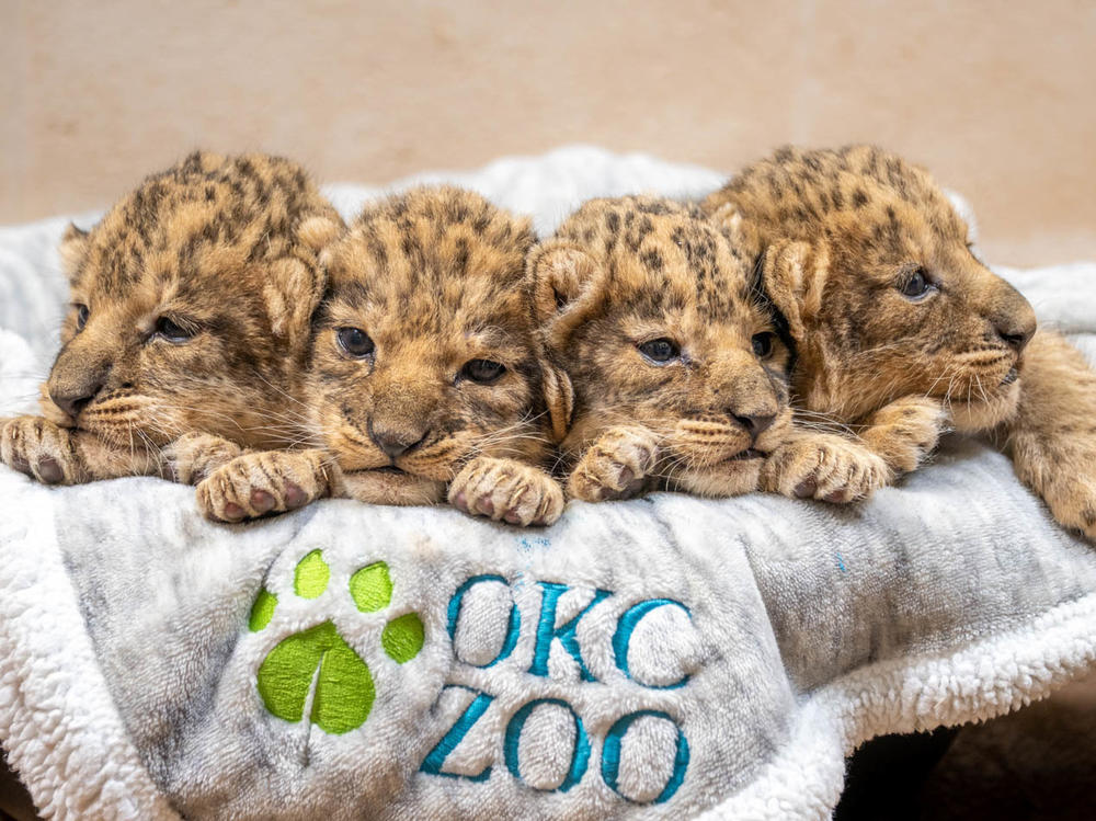 The Oklahoma City Zoo welcomed four lion cubs on Sept. 26, its first litter of African lion cubs in 15 years.