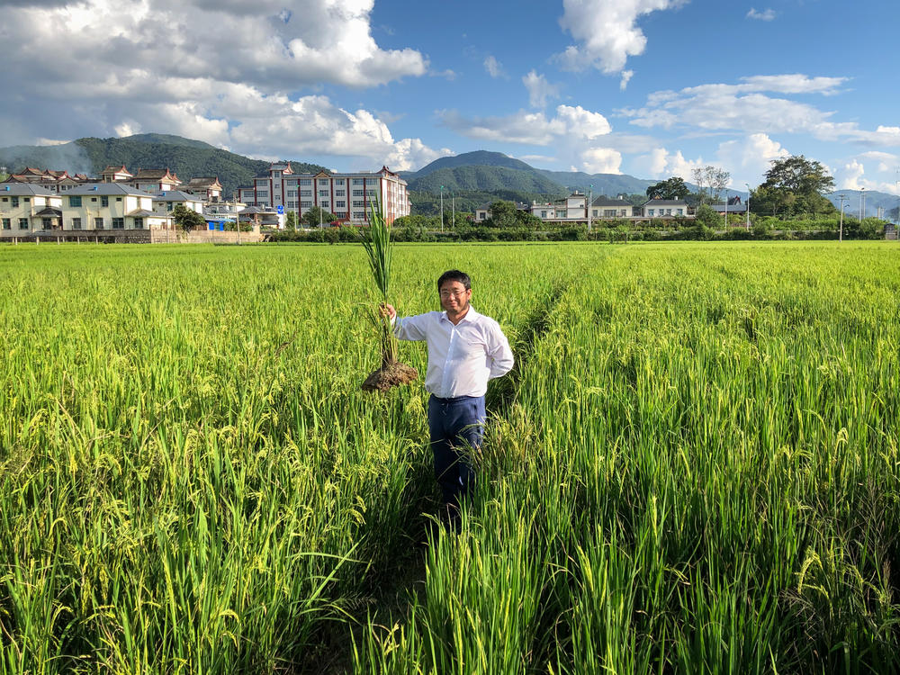Dr. Fengyi Hu helped develop perennial rice, which has living roots that could help preserve valuable soil.