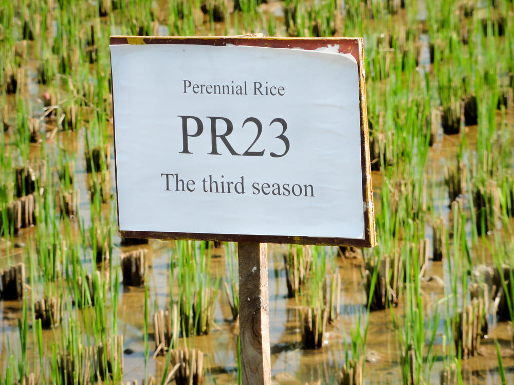 A perennial rice called PR23 is becoming more successful in China. About 11,000 small farms planted perennial rice in 2020. A year later, the number of farms willing to try it had quadrupled.