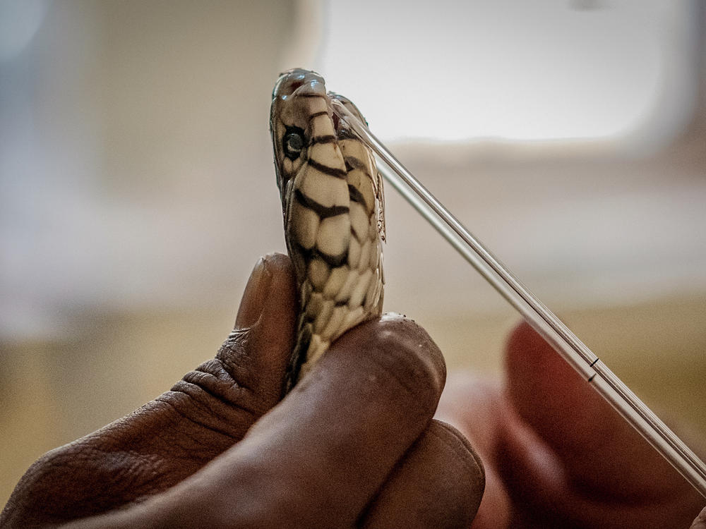 A forest cobra is harvested for its venom at the Research Institute of Applied Biology of Guinea. Its venom will be analyzed for various toxins and help inform future antidote development.