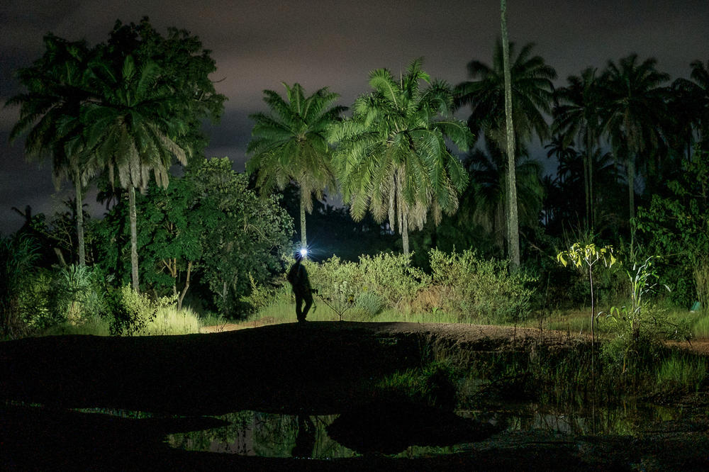A researcher hopes to catch an unusual reflection among the trees at night. Green mambas like to hide in the highest branches.