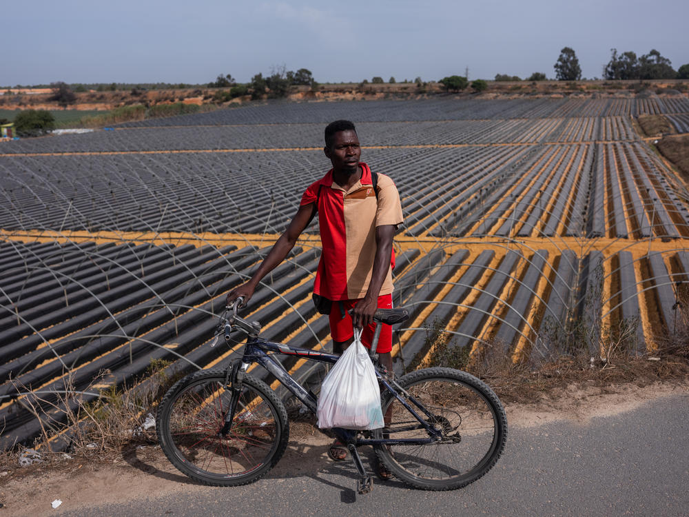 Mamadou Diop, 52, stands in front of the strawberry farms where he does seasonal work in Palos de la Frontera, Spain on October 16. Born in Senegal, Diop speaks more than five languages. He lives in makeshift housing near the farms, and he sends money back to his wife and children in Joal Fadiouth, Senegal.