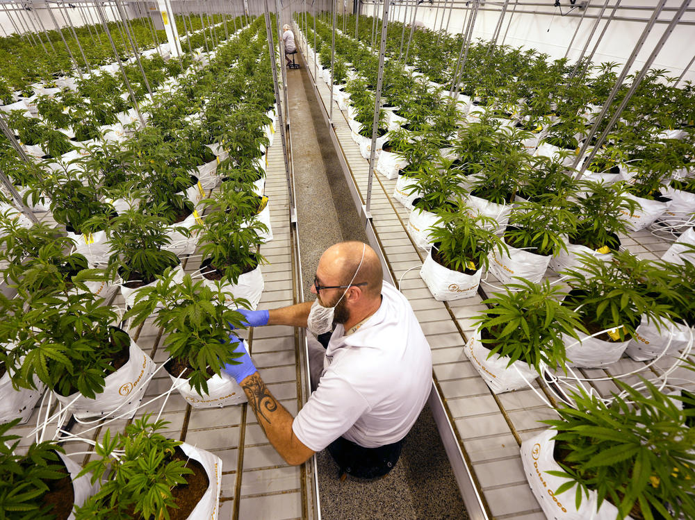 Jeremy Baldwin tags young cannabis plants Oct. 31, 2022, at a marijuana farm operated by Greenlight in Grandview, Mo. Voters in North Dakota, South Dakota and Arkansas have rejected measures to legalize recreational pot, while those in Maryland and Missouri have approved legalization.
