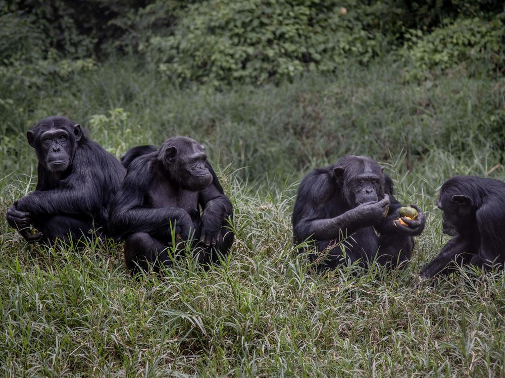 Chimpanzees and gorillas sometimes eat from the same trees at the same time. Here, a group of chimps is seen in February at the Lwiro Primate Rehabilitation Center in the Democratic Republic of Congo.