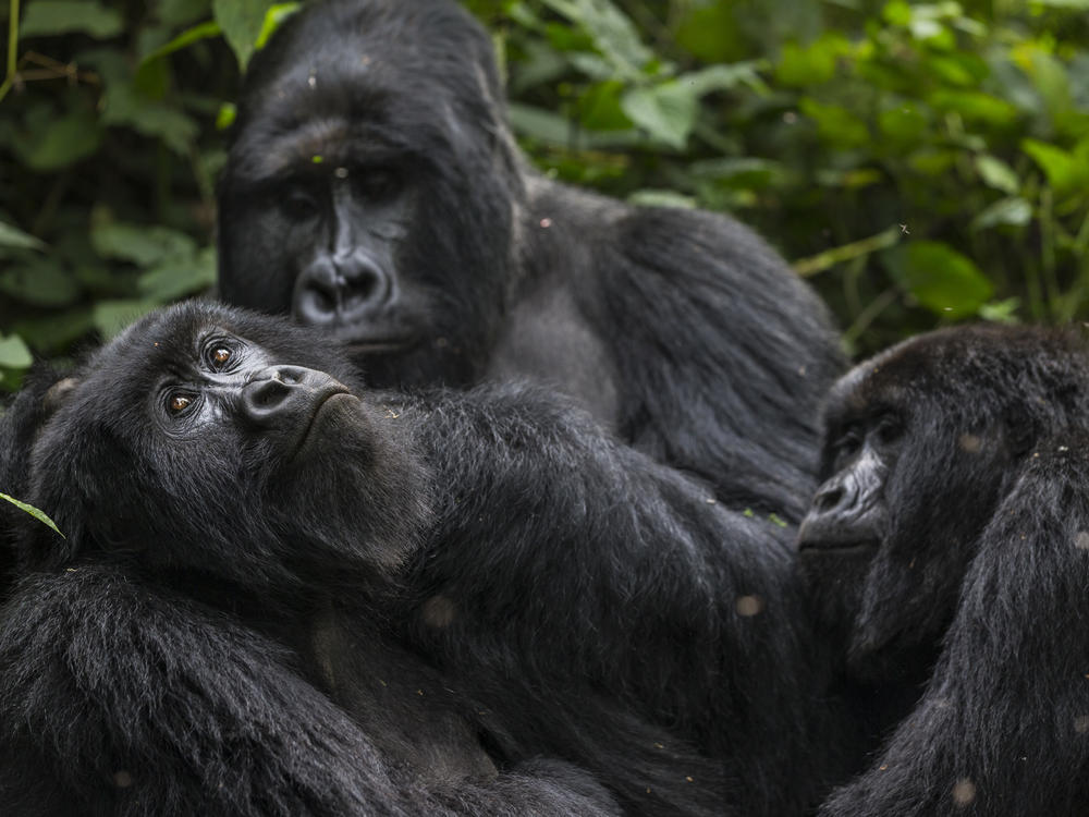 Gorillas are seen here at Virunga National Park in the Democratic Republic of Congo in 2013.