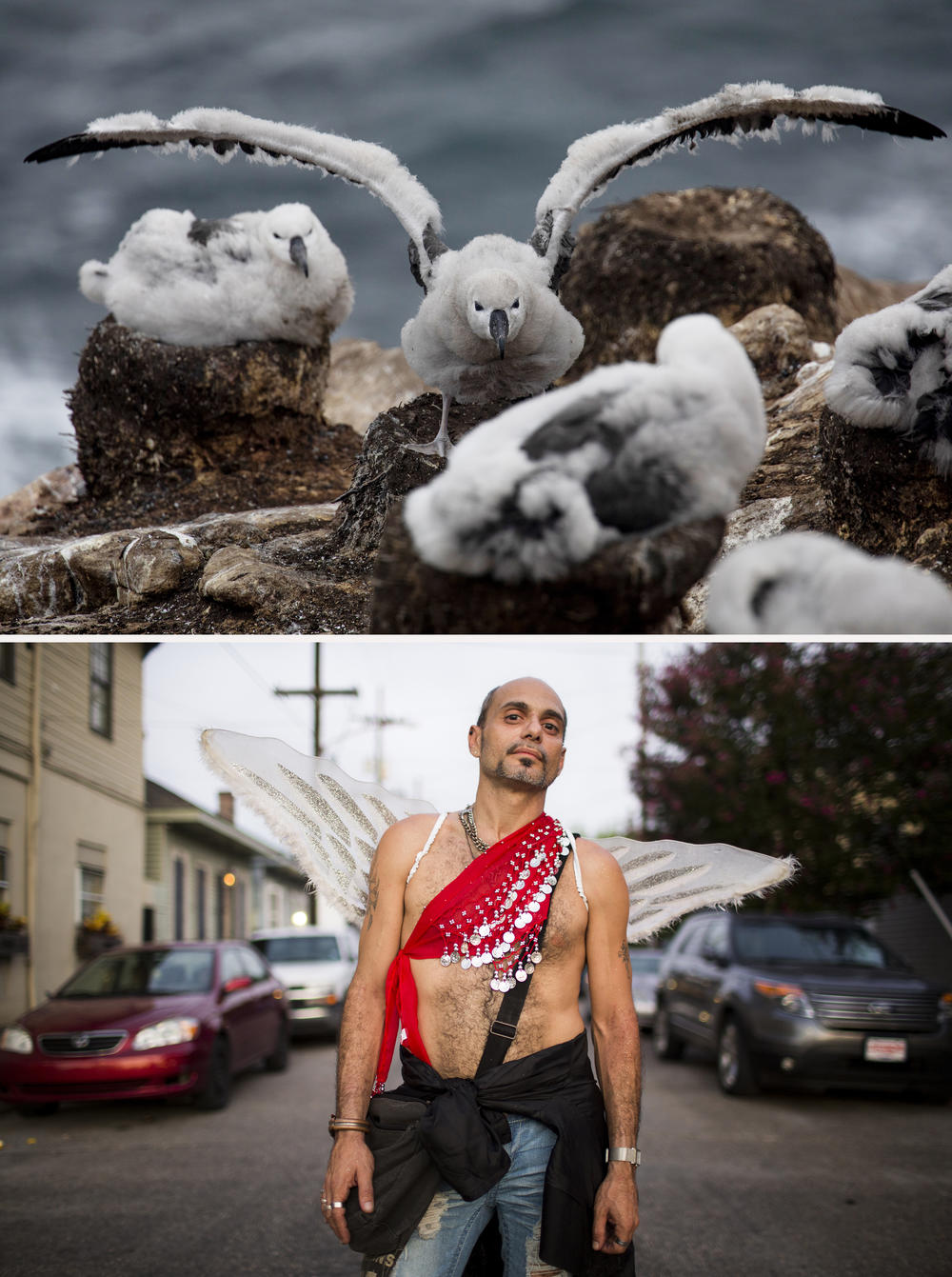 (Top image) A black-browed albatross fledgling on the Falkland Islands exercises its wing spread in preparation for a life of long-distance flying in February 2022. (Bottom image) I saw Pete with his wings in the Faubourg Marigny of New Orleans in July 2015 and had to negotiate a u-turn to ask if I could take his photo. He said he was a professional Greek dancer.