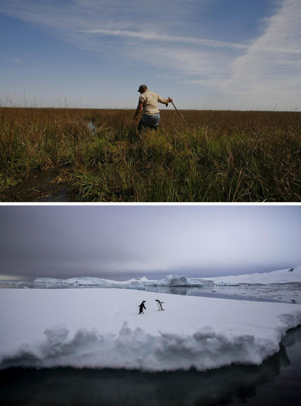 (Top image) Maurice Phillips walks through marsh grass near his home in Grand Bayou, southeast of New Orleans, in March 2006. The village is only accessible by boat and is increasingly vulnerable to storm surge because of the loss of the surrounding wetlands. (Bottom image) Adelie penguins walk on sea ice near the Fish Islands in the Antarctic Peninsula in February 2022.