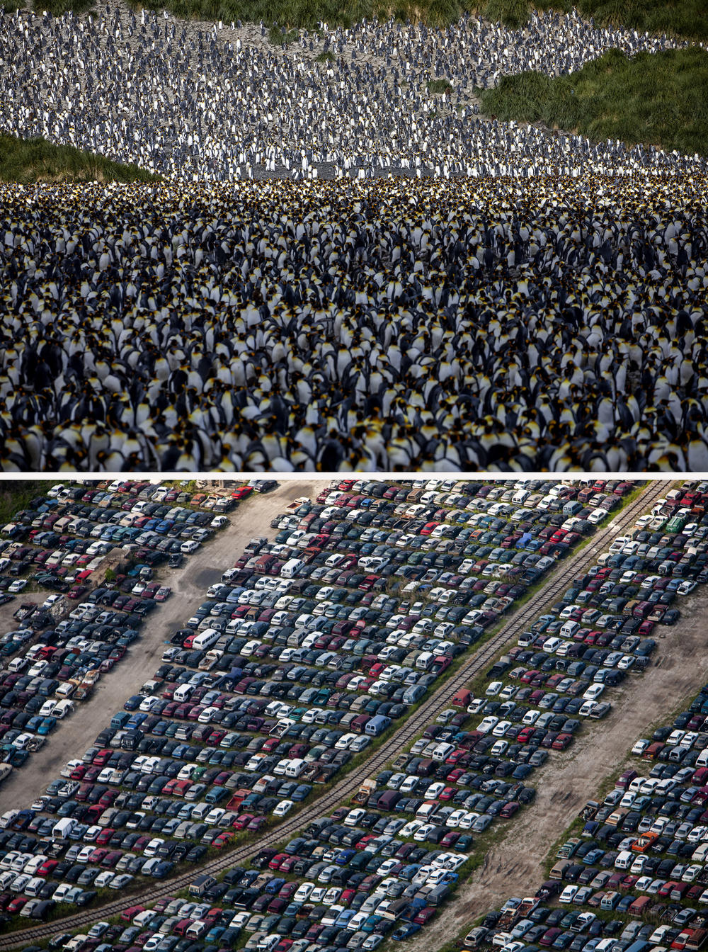 (Top image) A king penguin colony on the South Georgia Island's in February 2022. Scientists warn that, in the future, warming oceans and commercial fishing could negatively affect the penguins' food sources. (Bottom image) An aerial photo of thousands of cars flooded by Hurricane Katrina near New Orleans in April 2007.