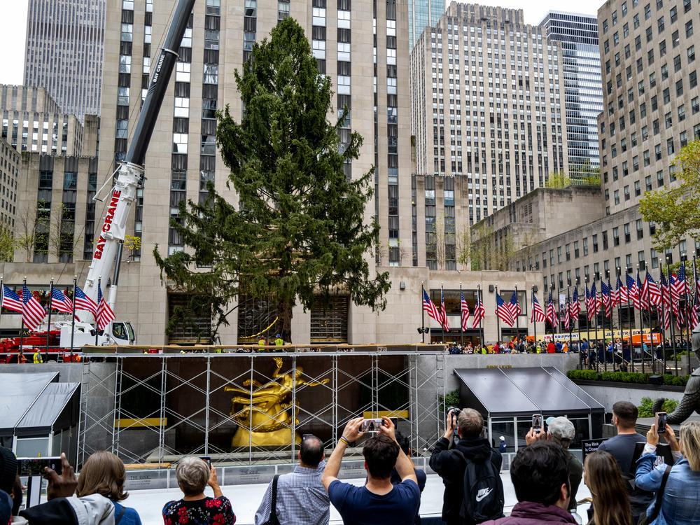 Visitors watch as the 2022 Rockefeller Center Christmas tree is raised from a trailer on Saturday following its arrival at Rockefeller Plaza in New York.