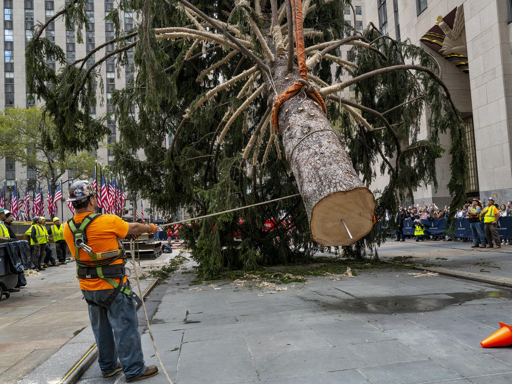 Workers steady the 2022 Rockefeller Center Christmas tree as a crane lifts the donated tree into place on Saturday.