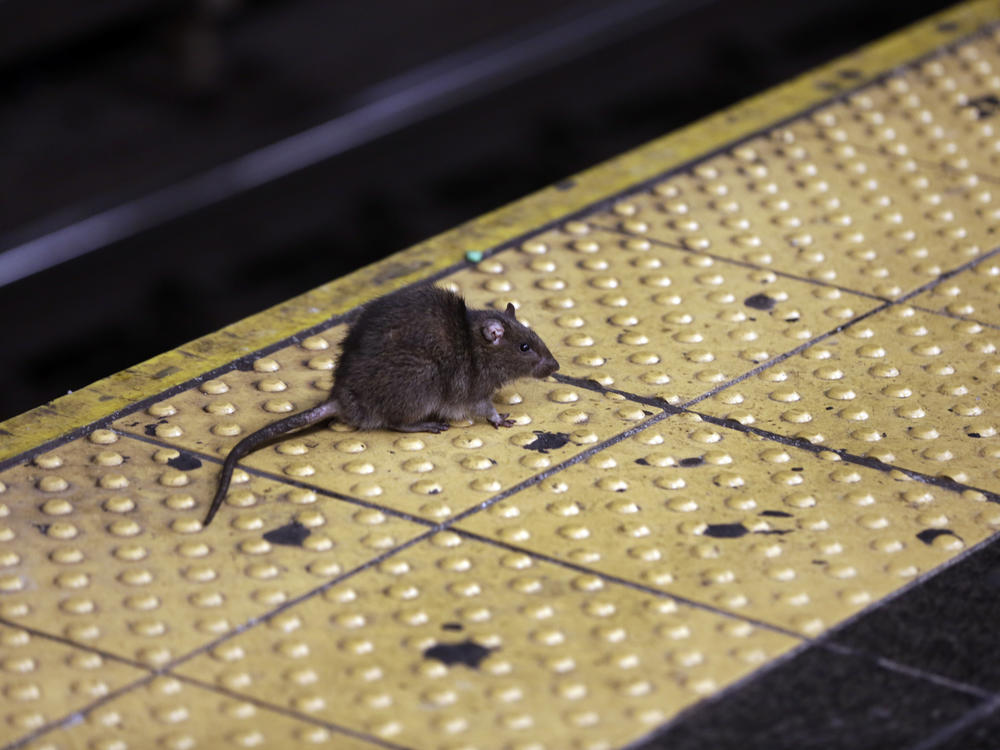 A rat crosses a Times Square subway platform in New York on Jan. 27, 2015.