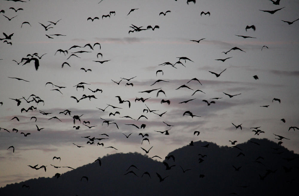 Large congregations of bats have been fingered in the spill over of Hendra virus.