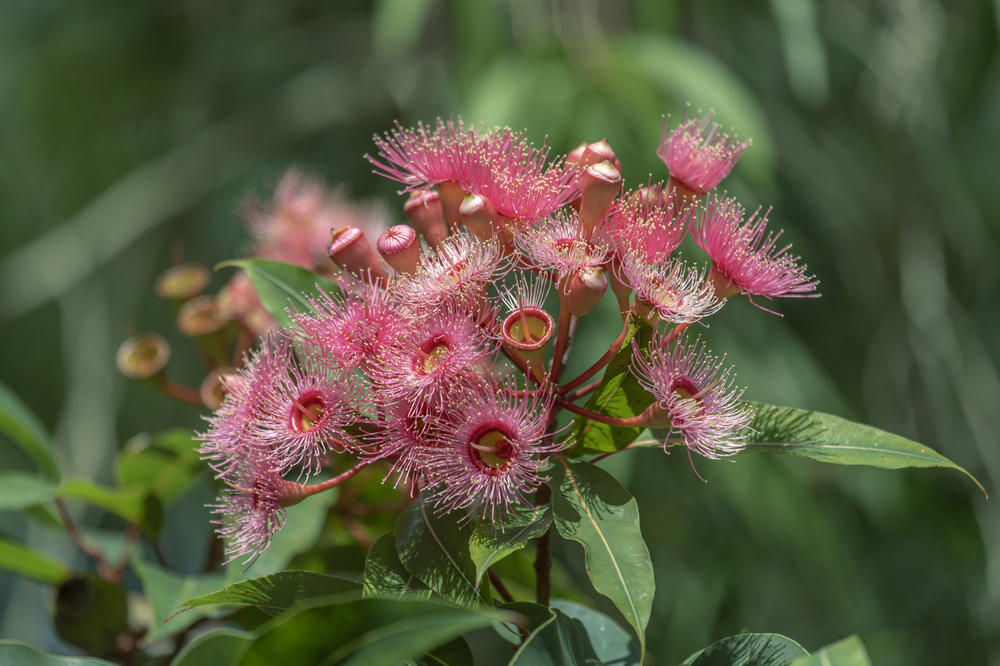 The flowers of the eucalyptus tree are a go-to meal for bats. A new research paper proposes that when bats go hungry, their immune system is not as capable of keeping viruses in check. And viruses that bats harbor, like Hendra, can then spill over to other animals — and to humans.