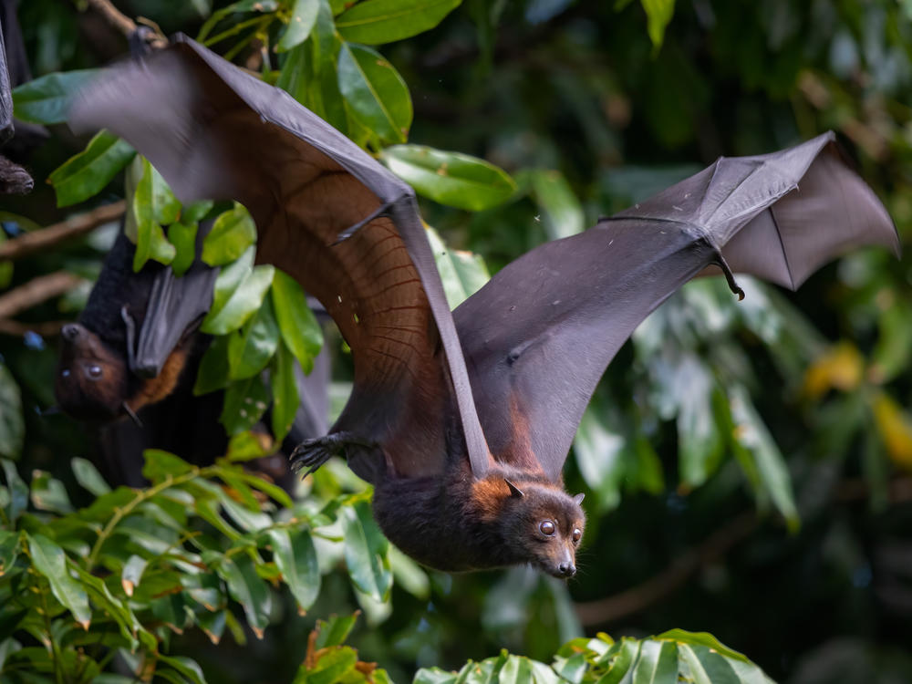 The black flying fox is one of the bats in Australia that carries the Hendra virus — which sometimes spills over to horses, and humans, with devastating impact. Scientists are trying to figure out what triggers spillovers — and how to stop them.