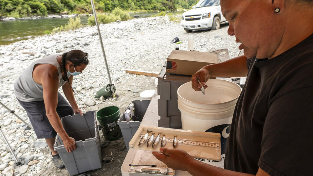 Jamie Holt, lead fisheries technician for the Yurok Tribe, right, and Gilbert Myers count dead chinook salmon pulled in June 2021 from a trap in the lower Klamath River in Weitchpec, Calif. Several tribes in the region, including the Yurok, have been fighting for years to see dams on the river come down to aid the recovery of struggling salmon populations.