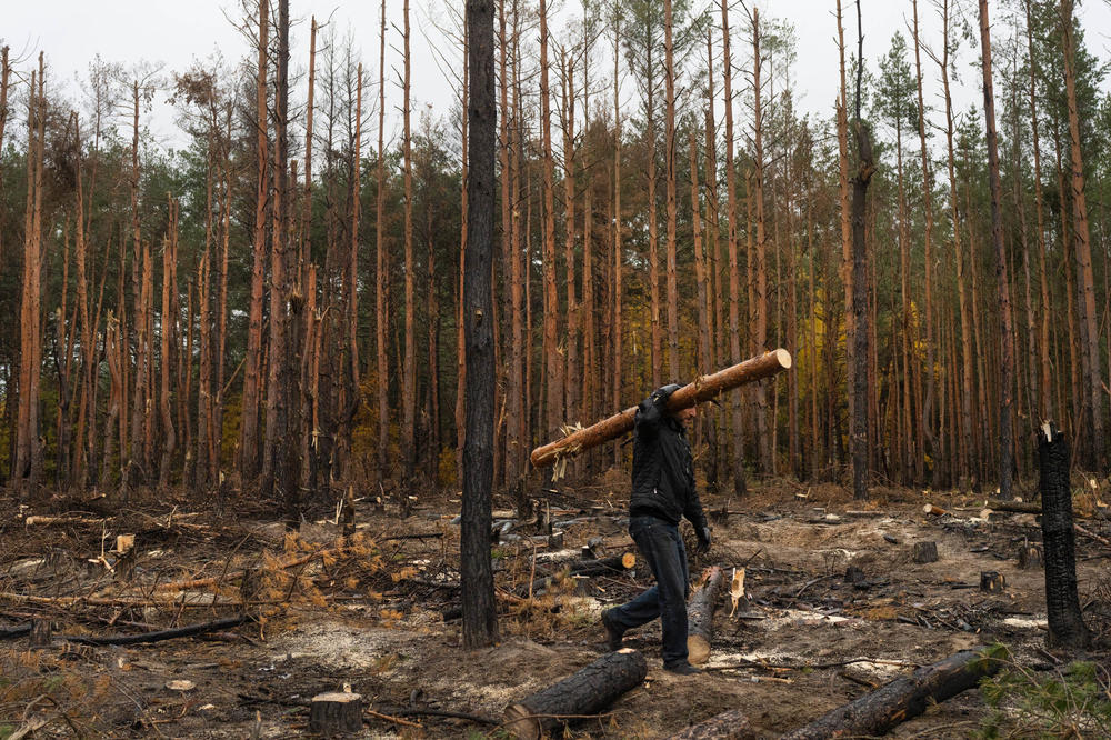 A man carries wood out of an area west of Izium that was substantially damaged under Russian occupation. While unpermitted logging is punishable by fines, people still need the wood.