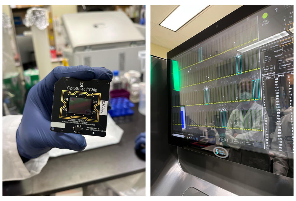 Left: Tan holds a chip ready to be loaded with immune cells that will be be sorted and tested against different viruses. Right: The screen of the Beacon, a machine that isolates individual immune cells so researchers can test which ones respond strongly to more than one coronavirus.