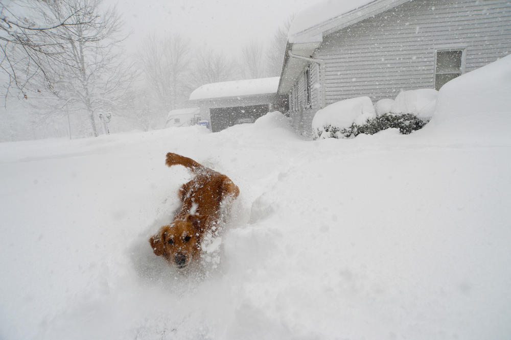 Stella, a golden retriever, plays in the snow after an intense lake-effect snowstorm impacted the area on Friday in Hamburg, N.Y.