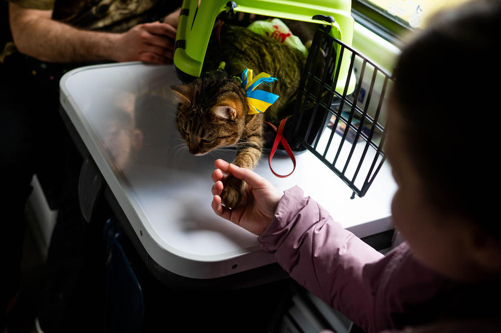 People play with their cat on the train.
