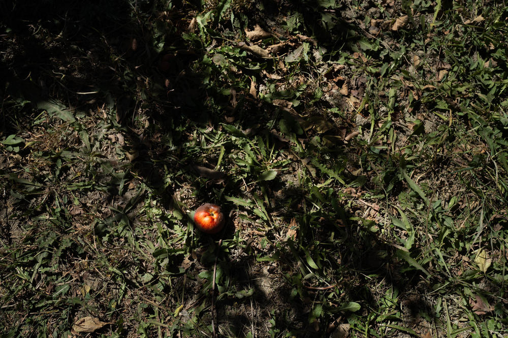 A fallen apple sits in the shadow of a tree at the orchard where Hashim works, not far from the graves of Taliban insurgents.