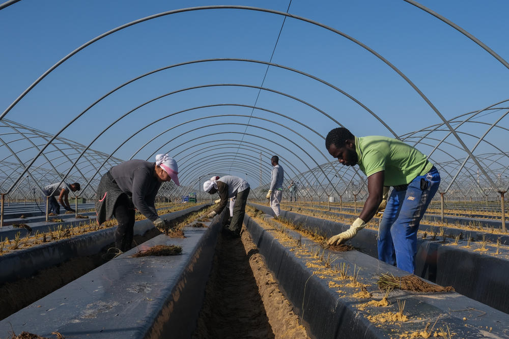 Abdulai Beye, right, plants strawberries at a farm in Huelva, Spain.