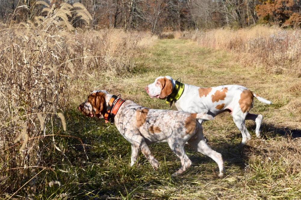 Dogs of the Bracco Italiano breed.