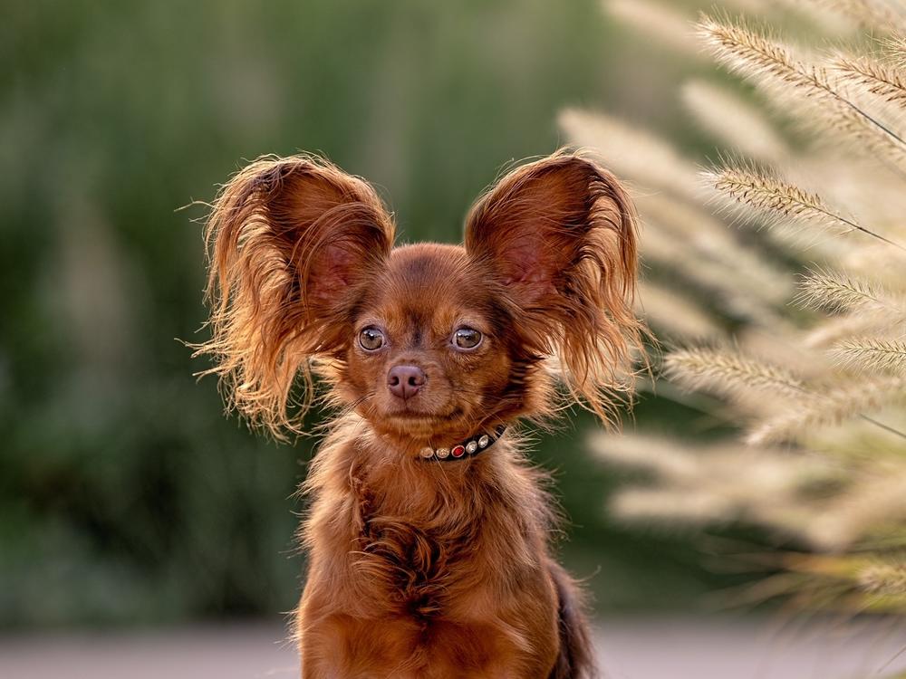 This year, the National Dog Show features three new breeds: the Russian toy (seen here), the Bracco Italiano and the mudi.