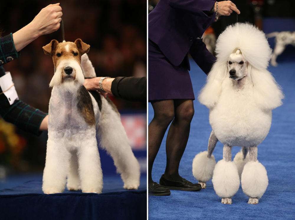 Wire Fox Terrier, left, and Standard Poodle, right.