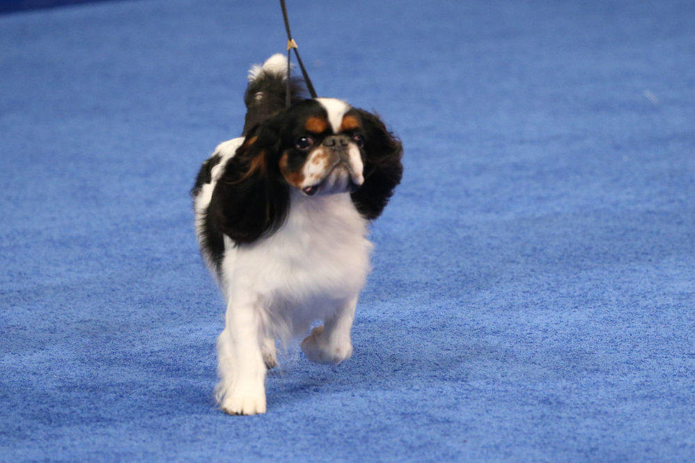 Cooper, an English toy spaniel, was the 2022 National Dog Show Reserve Best In Show winner.