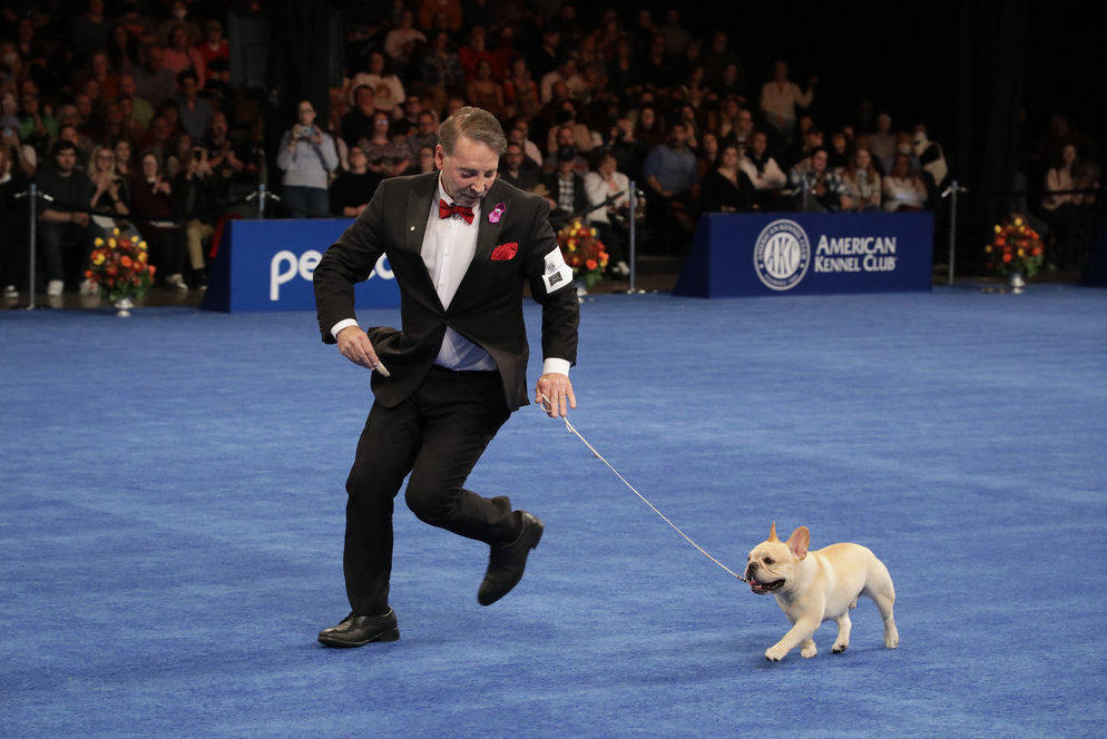 Winston runs with handler Perry Payson at the National Dog Show in Philadelphia.