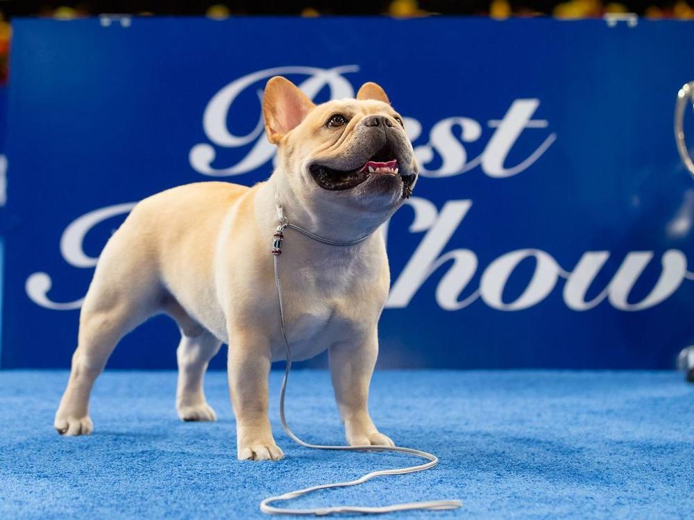 Three-year-old Winston was the best-in-show winner at the 2022 National Dog Show.