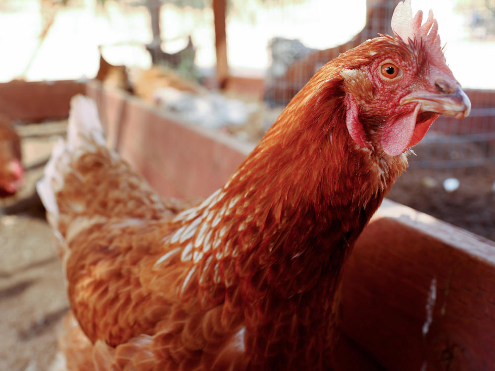 Chickens are pictured at Southern California Sanctuary on Oct. 5 in Acton, Calif. In Nebraska, another 1.8 million are being killed over bird flu concerns.