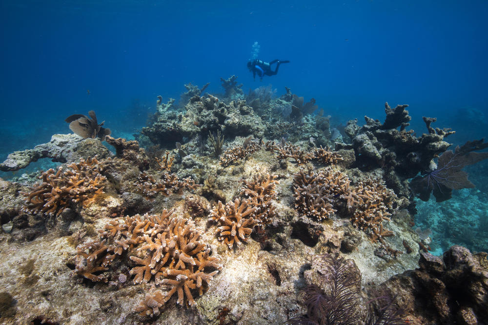 Staghorn coral returned to Carysfort Reef by the Coral Restoration Foundation.