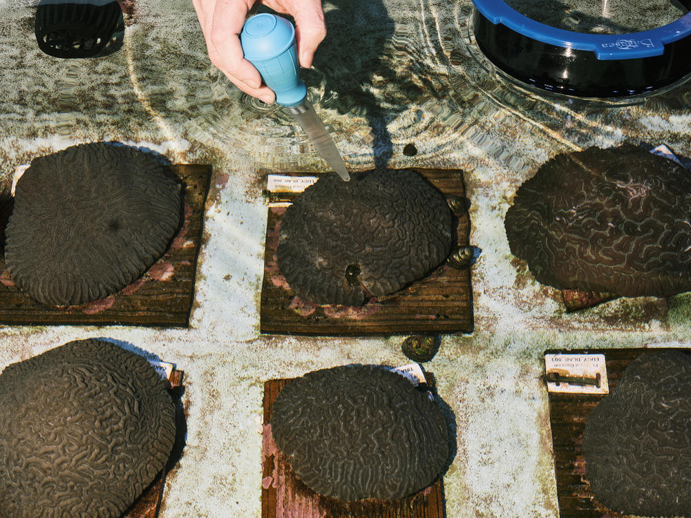 Kevin Davenport, an aquarist and coral biologist, feeds krill to growing corals in a warehouse for growing and rehabilitating coral populations in Orlando, Fla., on Sept. 13.