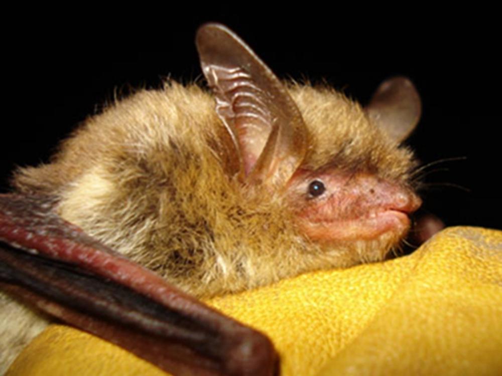 The northern long-eared bat is the third bat species recommended for endangered status this year due to white-nose syndrome.