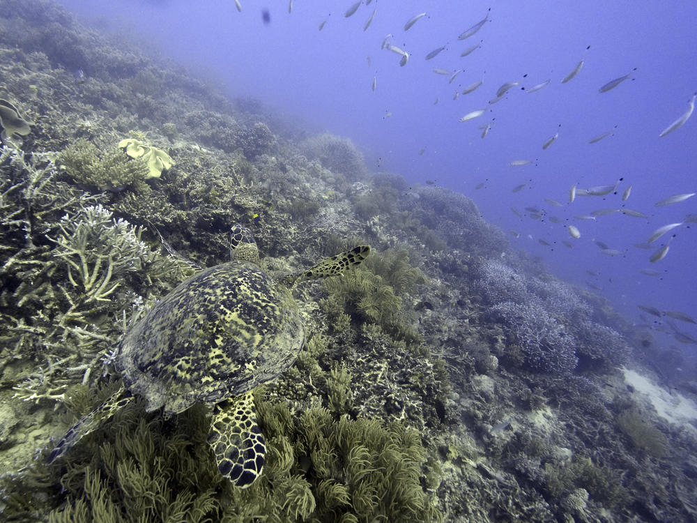 A sea turtle swims over corals on Moore Reef in Gunggandji Sea Country off the coast of Queensland in eastern Australia on Nov. 13, 2022.