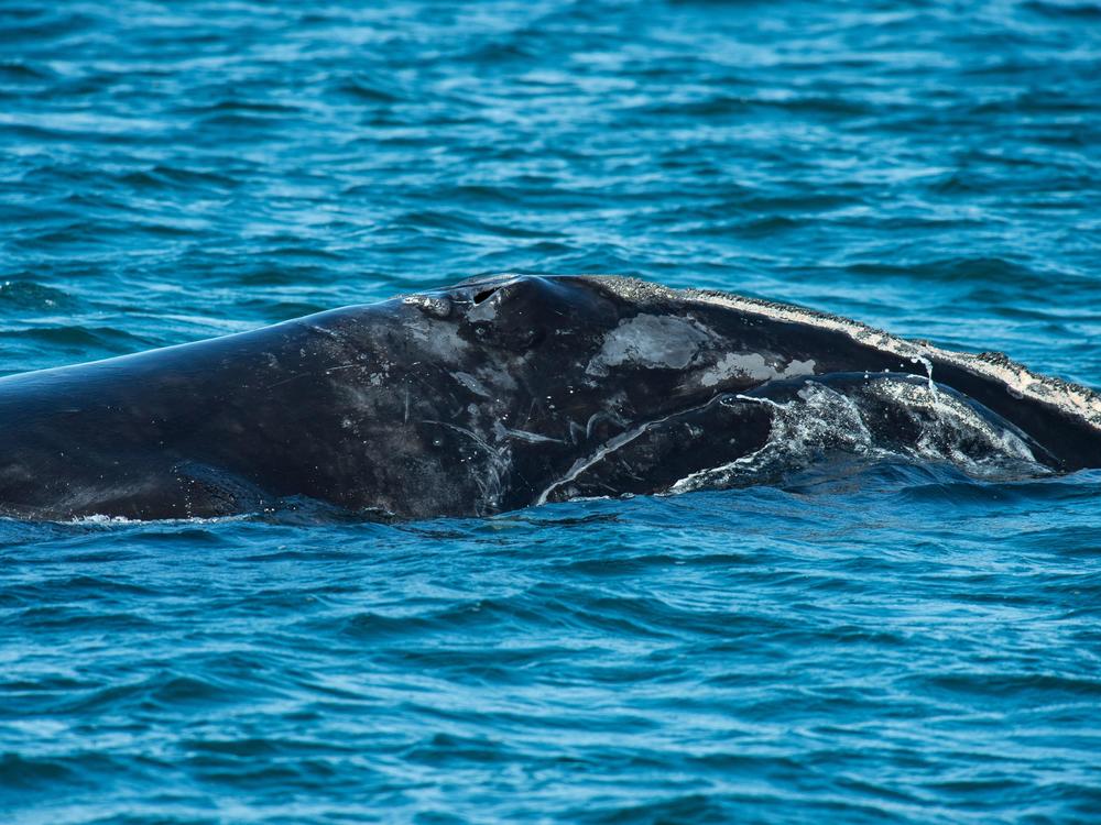 Scars mark the body of a large right whale in Cape Cod Bay, off the coast of Massachusetts, in April 2022.
