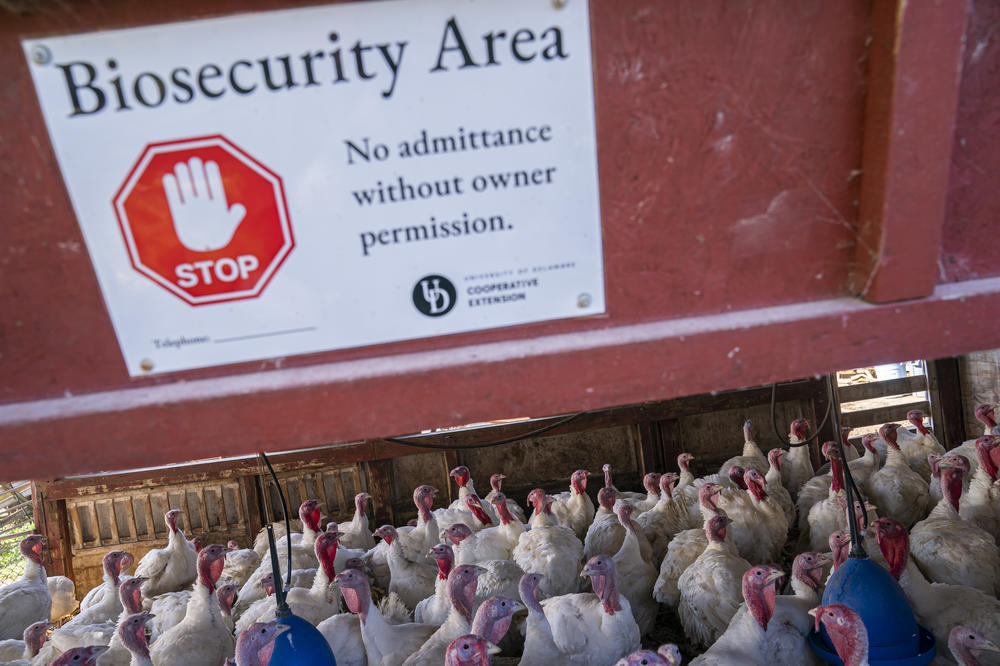 A biosecurity sign is seen at the Powers Farm, which raises turkeys in Townsend, Del. The poultry industry has been credited with surveillance and prevention of avian influenza — but the virus remains a threat.