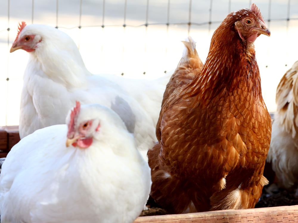 Rescued chickens gather in an aviary at Farm Sanctuary's Southern California Sanctuary on Oct. 5 in Acton, Calif. A wave of the highly pathogenic H5N1 avian flu has entered Southern California, driven by wild bird migration.