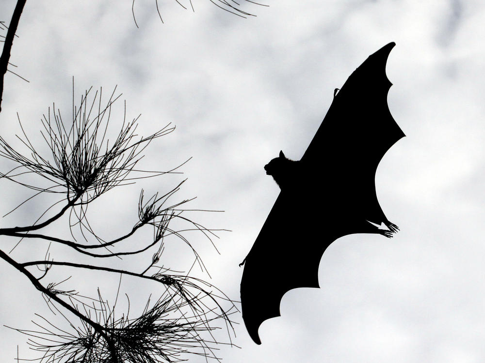 Bats have a seven-octave vocal range. Researchers say, to make their low-frequency calls, bats use the same trick as throat singers and death metal growlers.