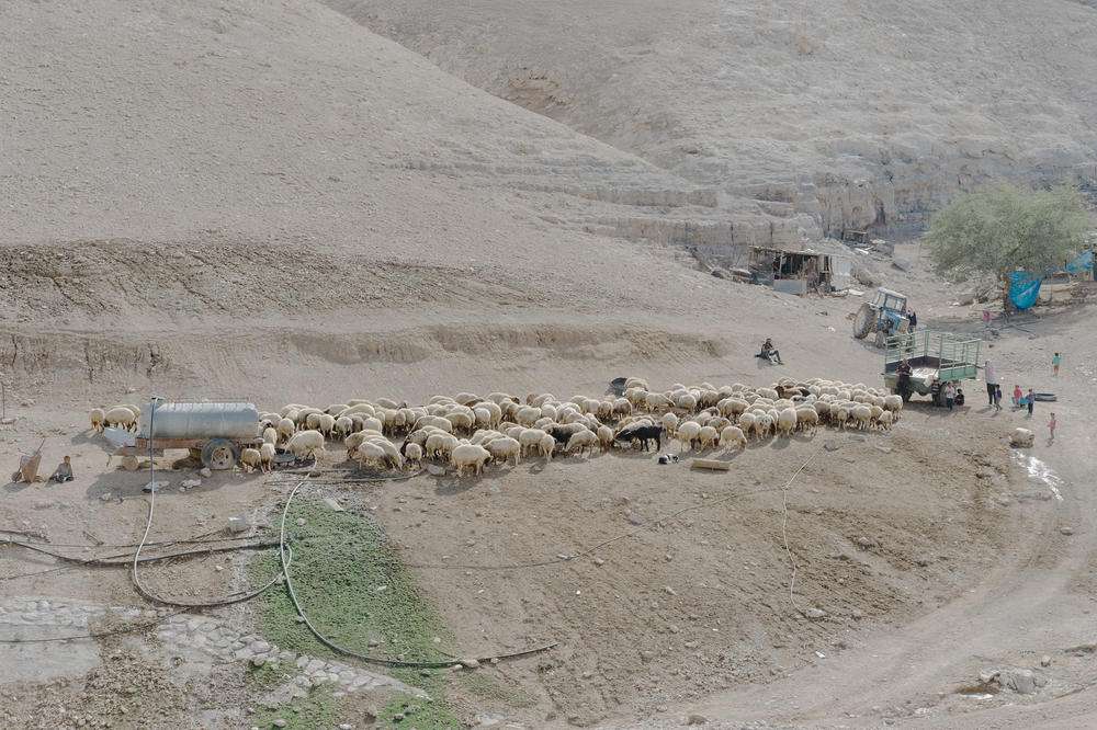 Palestinian Bedouin shepherds rest with their sheep in the desert hills close to the Dead Sea in the Israeli-occupied West Bank on Nov. 5.