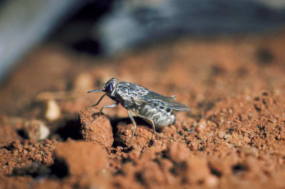 Sleeping sickness is spread through the bite of a tsetse fly.