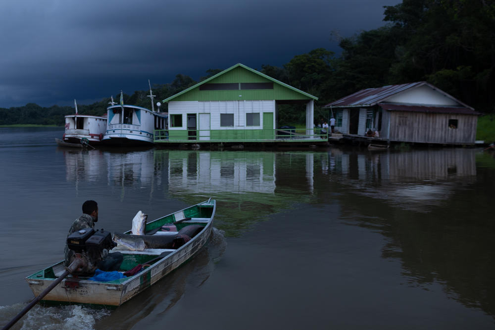 A riverside fisherman arrives in his canoe with pirarucus in Lake Amanã on Nov. 15.