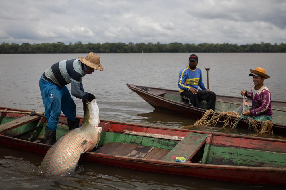 A riverside fisherman pulls a captured pirarucu into his canoe on Nov. 15.