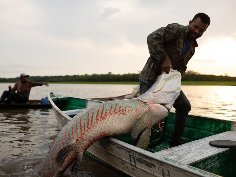A riverside fisherman pulls a captured pirarucu into his canoe in Lake Amanã on Nov. 15.