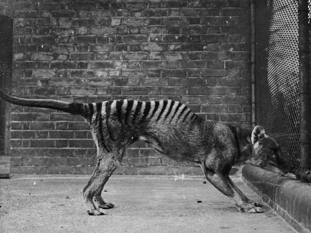 A thylacine or 'Tasmanian tiger' in captivity, circa 1930. These animals are thought to be extinct, since the last known wild thylacine was shot in 1930 and the last captive one died in 1936.