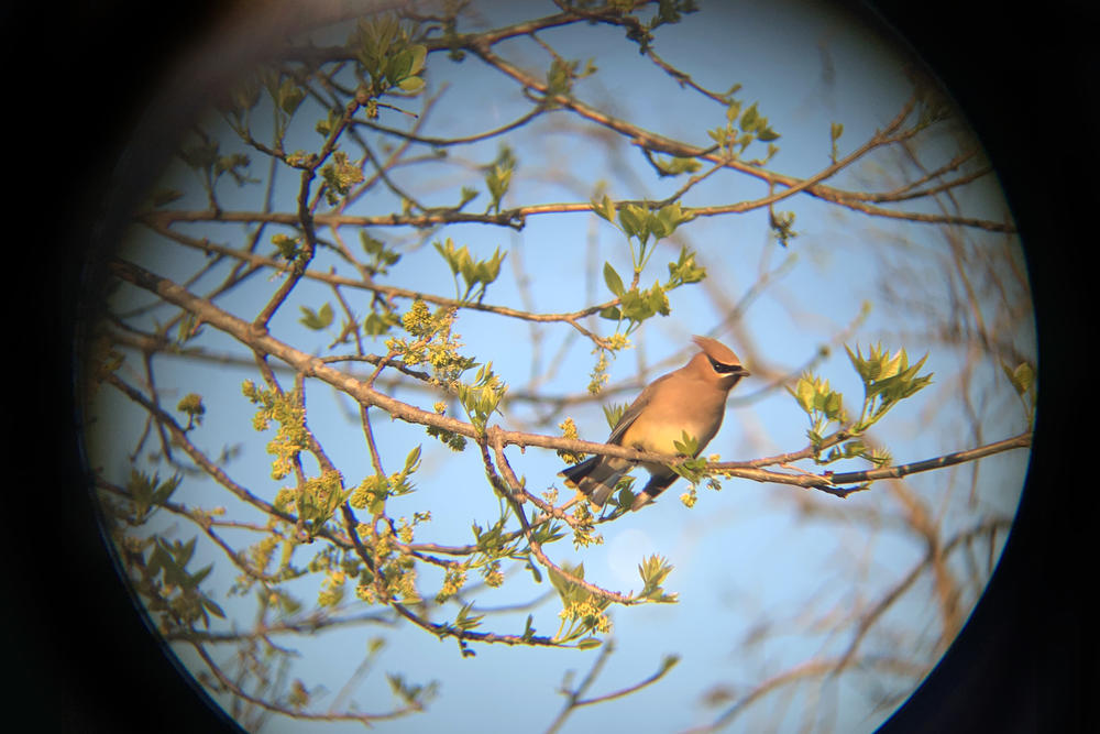 A cedar waxwing, photographed through binoculars.