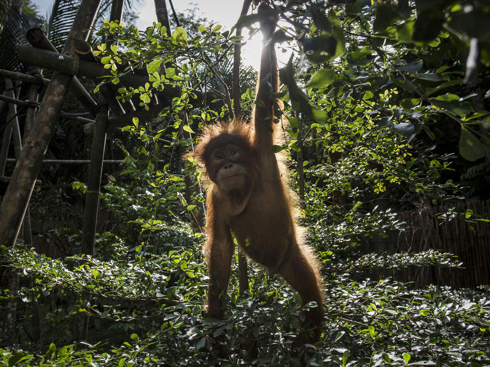 Deforestation is a major threat to the survival of orangutan. Here a baby sumatran orangutan plays around in a tree as they train at Sumatran Orangutan Conservation Programme's rehabilitation center in Indonesia.