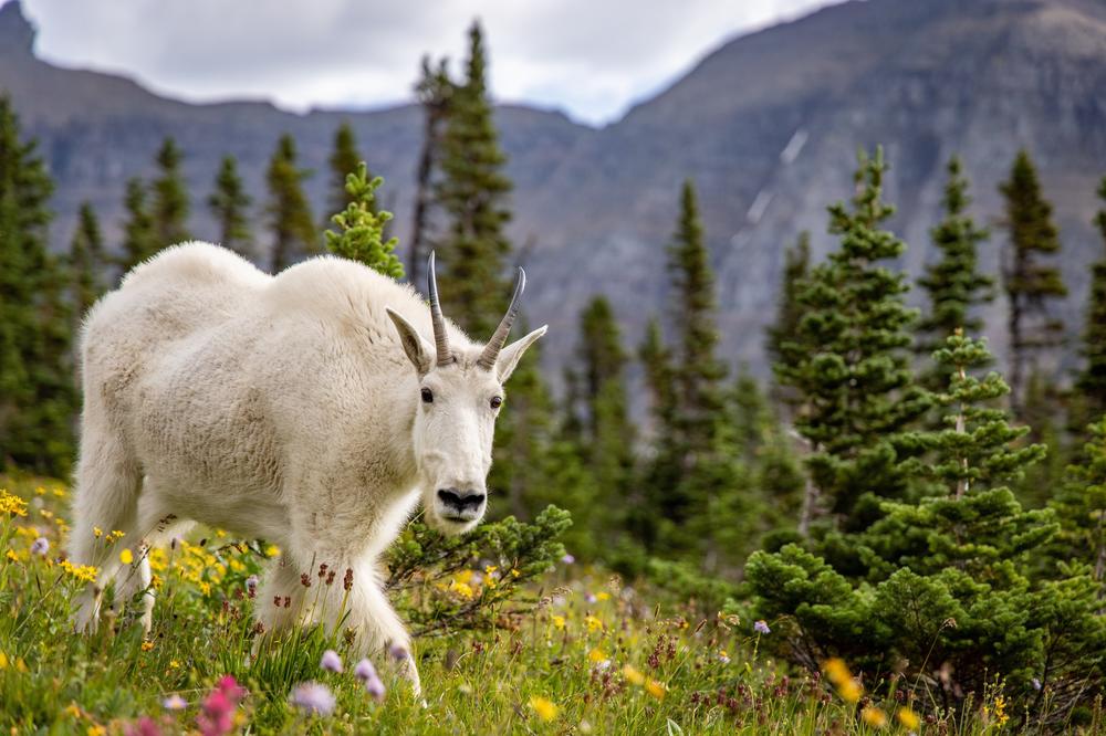 A female mountain goat in an alpine meadow in Montana's Glacier National Park. When goats competed with sheep for salt in the park, the goats won almost unanimously.