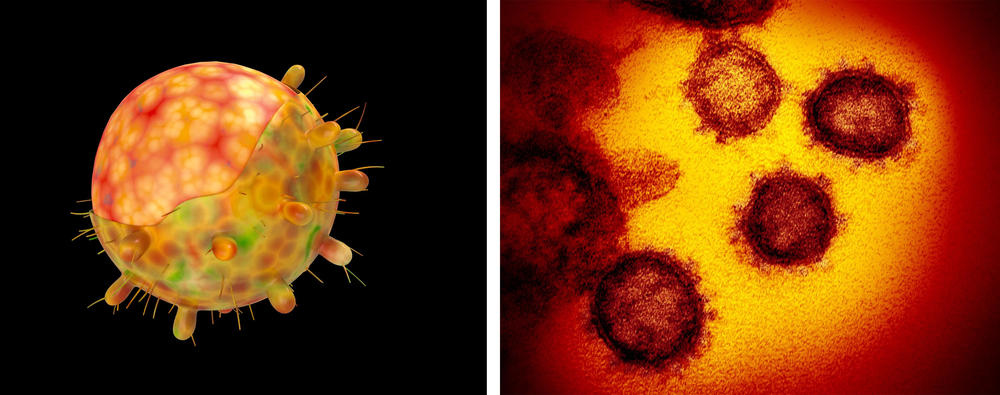(Left) A computer-generated image of the omicron variant of the coronavirus.(Right) SARS-CoV-2 is shown in this colorized transmission electron micrograph.